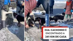 cachorro-reencontra-familia-apos-caminhar-por-241-quilometros-no-alasca;-video