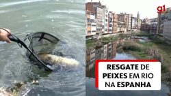 peixes-sao-resgatados-de-rio-quase-seco-na-espanha;-video