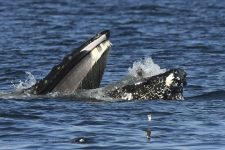 foca-‘confusa’-quase-vira-jantar-de-baleia-jubarte-no-litoral-dos-eua;-veja-foto