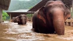 elefantes-fogem-de-inundacao-em-chiang-mai,-no-norte-da-tailandia